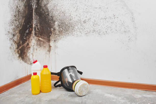 Best Best Mold Removal Companies  in Myrtle Grove, NC