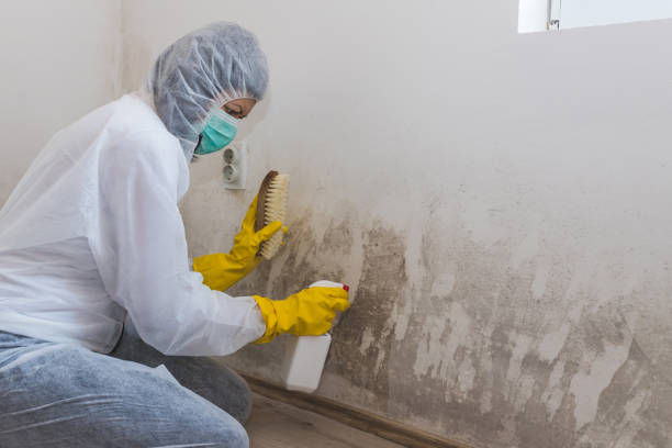 Best Commercial Mold Removal  in Myrtle Grove, NC
