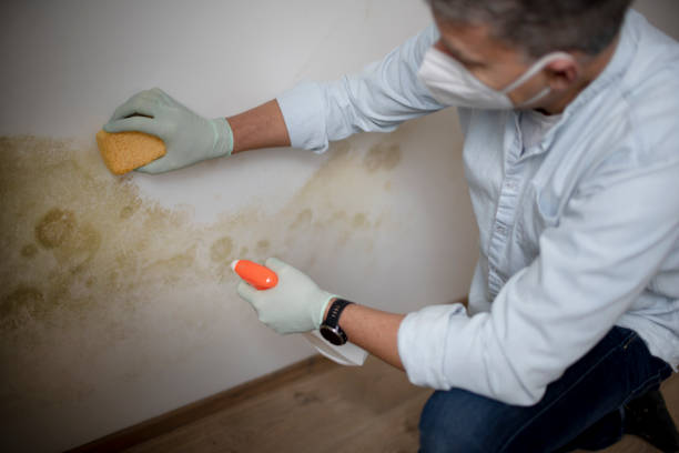 Best Mold Testing  in Myrtle Grove, NC