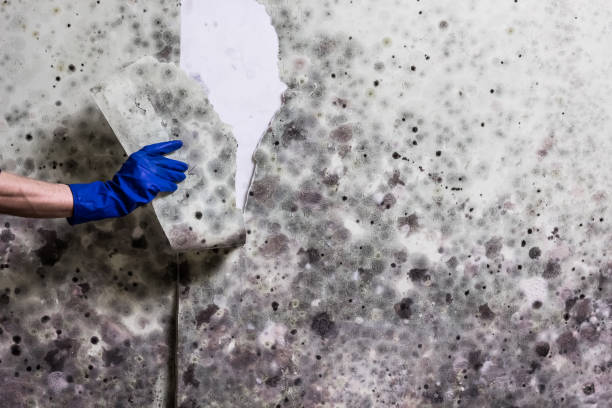Trusted Myrtle Grove, NC Mold Removal Experts