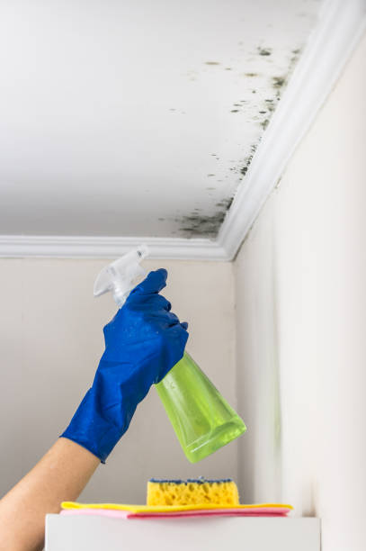 Best Professional Mold Removal  in Myrtle Grove, NC