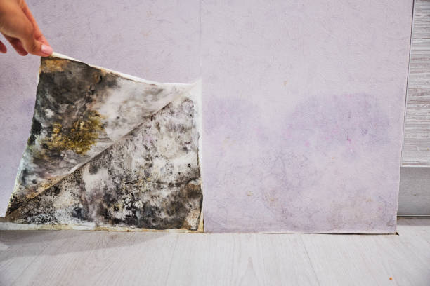Best Local Mold Removal Service  in Myrtle Grove, NC